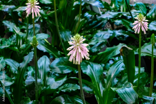 Beautiful Pink Veltheimia Bracteata Flowers, Forest Lily or Sand Onion Blooming in a Greenhouse, Exotic Bulbous Plants with Glossy Green Leaves, Springtime Floral Background for Nature Projects