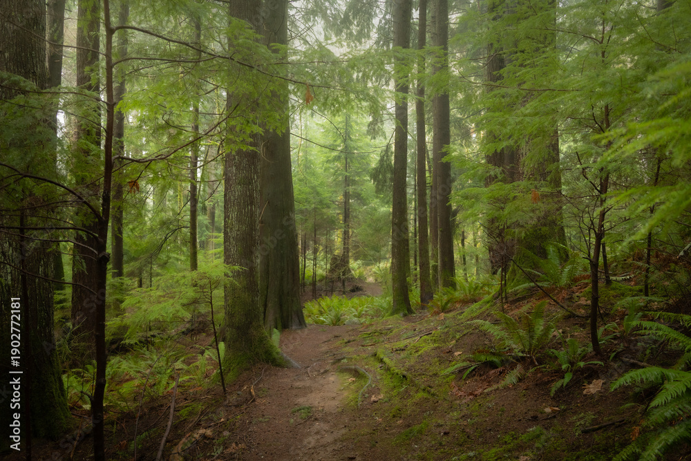 Fototapeta premium Misty PNW path in the forest