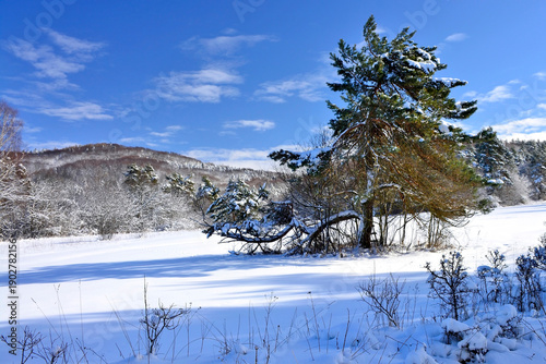 Winter mountains with trees covered by snow, sunny and cold day in Low Beskids. Winter wonderland. Idyllic landscape.