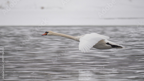 Fotografie mute swan cygnus olor i n the flight
