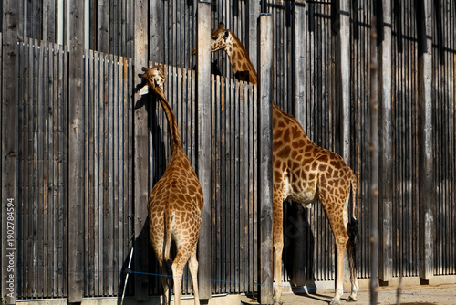 Two African Giraffes Standing Behind a Tall Wooden Fence at the Zoo, Curious Giraffe Peeking Over Timber Enclosure, Wildlife Conservation and Captivity Concept, Nature and Animal Photography