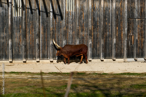 Ankole-Watusi Cattle with Large Horns Walking in Zoo Exhibit, African Longhorn Bull Against Modern Wooden Fence Background, Exotic Livestock and Wildlife Conservation Photography on a Sunny Day