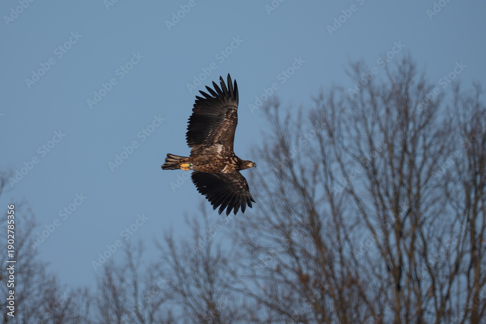 Obraz premium White-tailed eagle in flight 