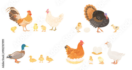 Cute cartoon family farm Birds collection. Vector hand drawn illustrations of Chicken, Hen, eggs, Chick, Duck, Goose, Geese, Turkey and Rooster isolated on white background. Set of poultry clip.