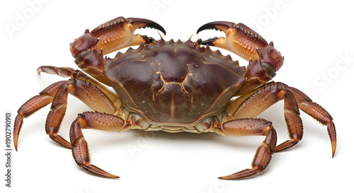 Sea crab front view isolated on white background, detailed shell and claws, seafood concept, marine life, ocean animal, and culinary ingredient.