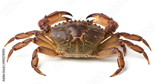 Sea crab front view isolated on white background, detailed shell and claws, seafood concept, marine life, ocean animal, and culinary ingredient.
