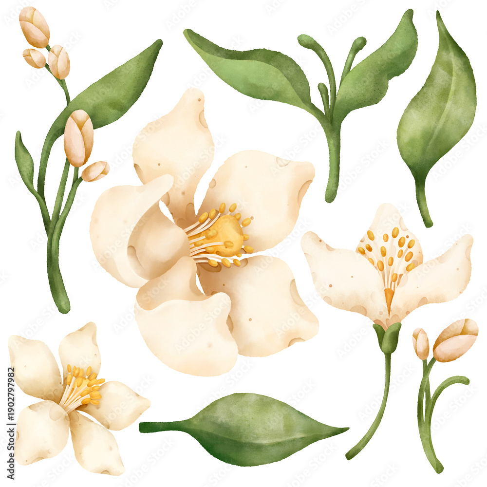 Fototapeta premium White Watercolor Jasmine Flowers And Green Leaves Set. Isolated. Elegant Botanical Illustrations For Luxury Wedding Invitations and Spring Floral Design.