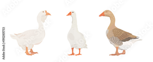 Cute cartoon farm Birds collection. Vector illustrations of hand drawn white and brown Goose (Geese) isolated on white background. Set of poultry clip.