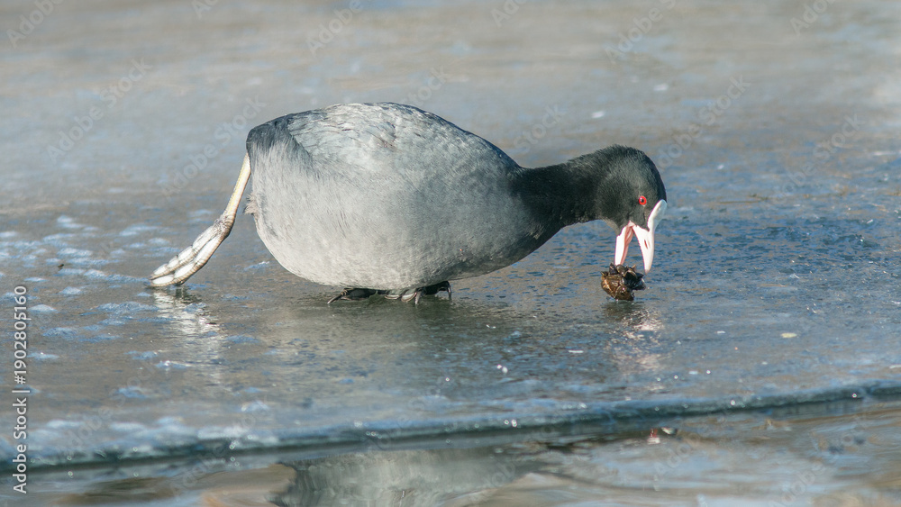 Obraz premium black headed gull