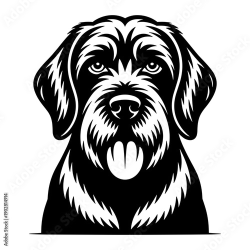 Spinone Italiano Dog