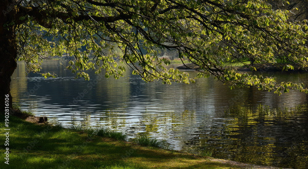 Fototapeta premium Serene lakeside scene with lush green leaves reflecting calm water, creating peaceful atmosphere