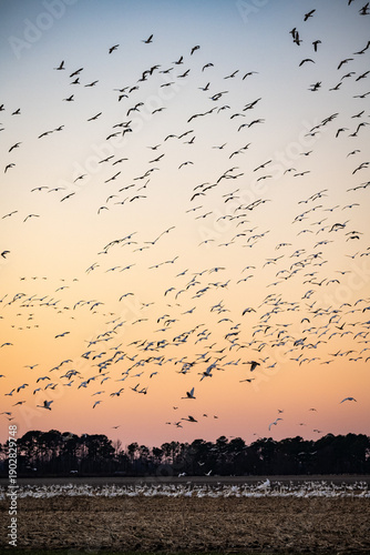 Huge Flock of Migrating Birds Snow Geese Silhouetted Against Sunset Sky