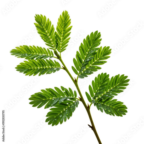 Vibrant Green Leaf Branch Macro Realistic Photo Soft Bokeh Background