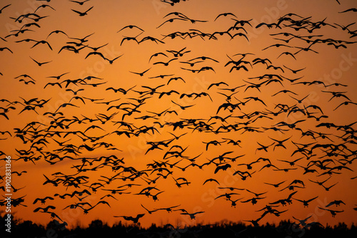 Huge Flock of Migrating Birds Snow Geese Silhouetted Against Sunset Sky