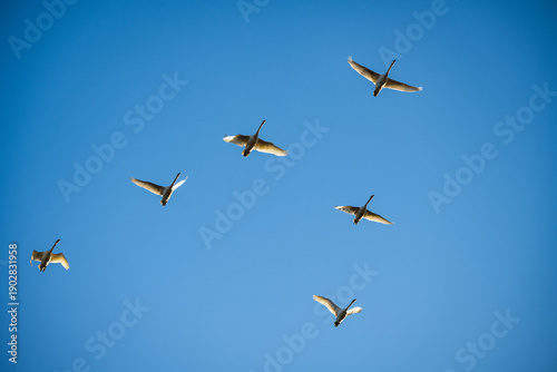Small Group of Tundra Swans flying in a V Formation against a Blue Sky