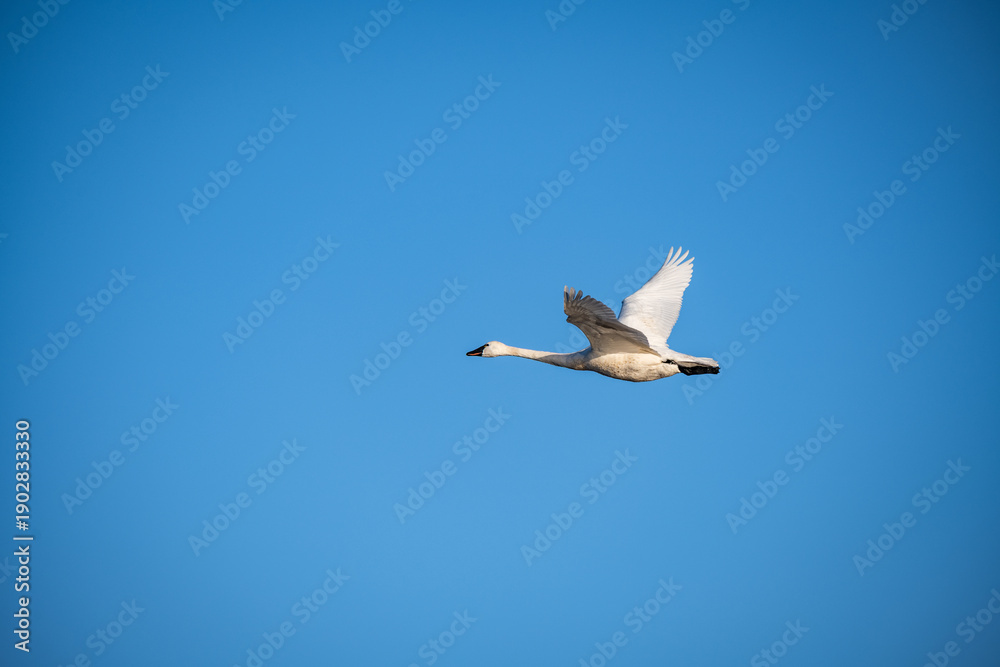 Obraz premium Single Tundra Swan flying across blue sky