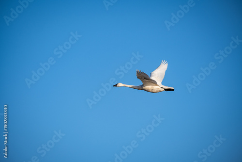 Single Tundra Swan flying across blue sky