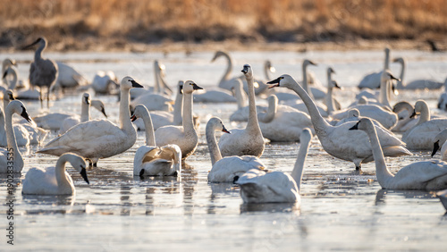 Group of Tundra Swans on a Lake Calling at Each Other