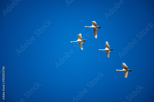 Small Group of Tundra Swans flying in a V Formation against a Blue Sky