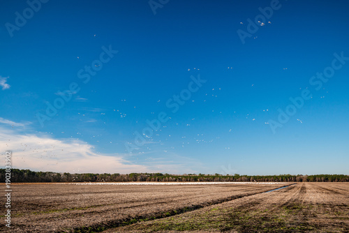 Wide Angle View of Huge Flock of Snow Geese and Tundra Swans Migrating over Corn Fields during Daylight