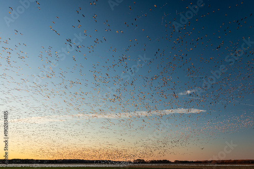 Wide Angle View of Huge Flock of Snow Geese Migrating over Corn Fields