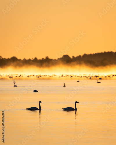 Silhouetted Tundra Swans Swimming on Lake in Early Morning Warm Sunrise with Fog