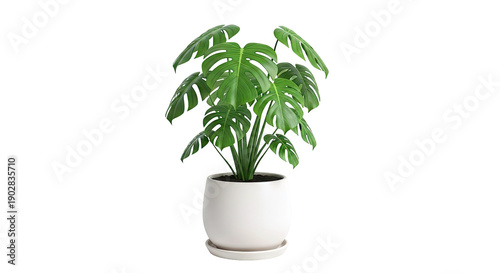 Monstera Deliciosa Plant in a White Pot
