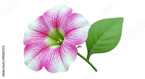 Pink and White Petunia Flower with Green Leaf