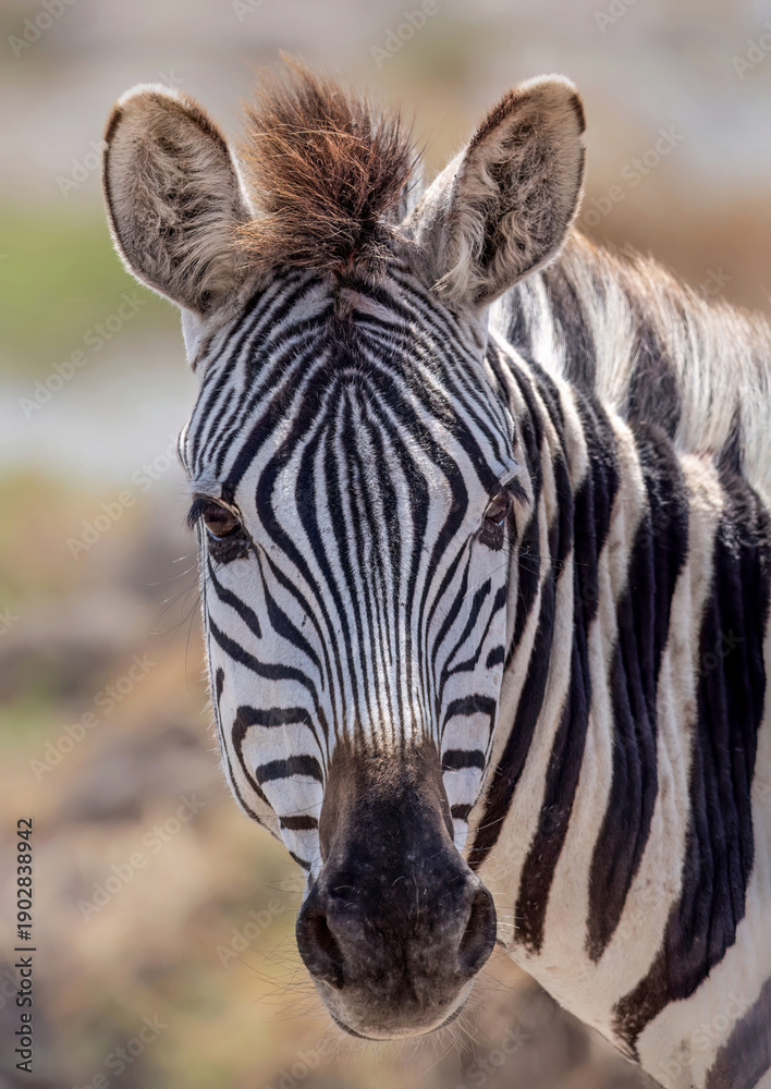 Naklejka premium Plains Zebra close-up portrait with striped pattern
