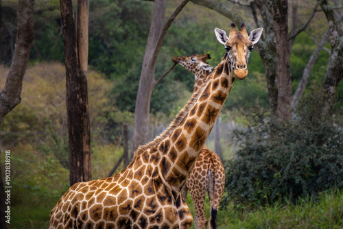 Canvas Print Rothschild’s giraffes in natural habitat at the Giraffe Centre, Kenya