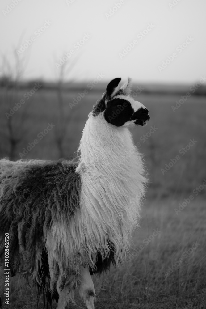 Obraz premium llama in a field in rural kansas