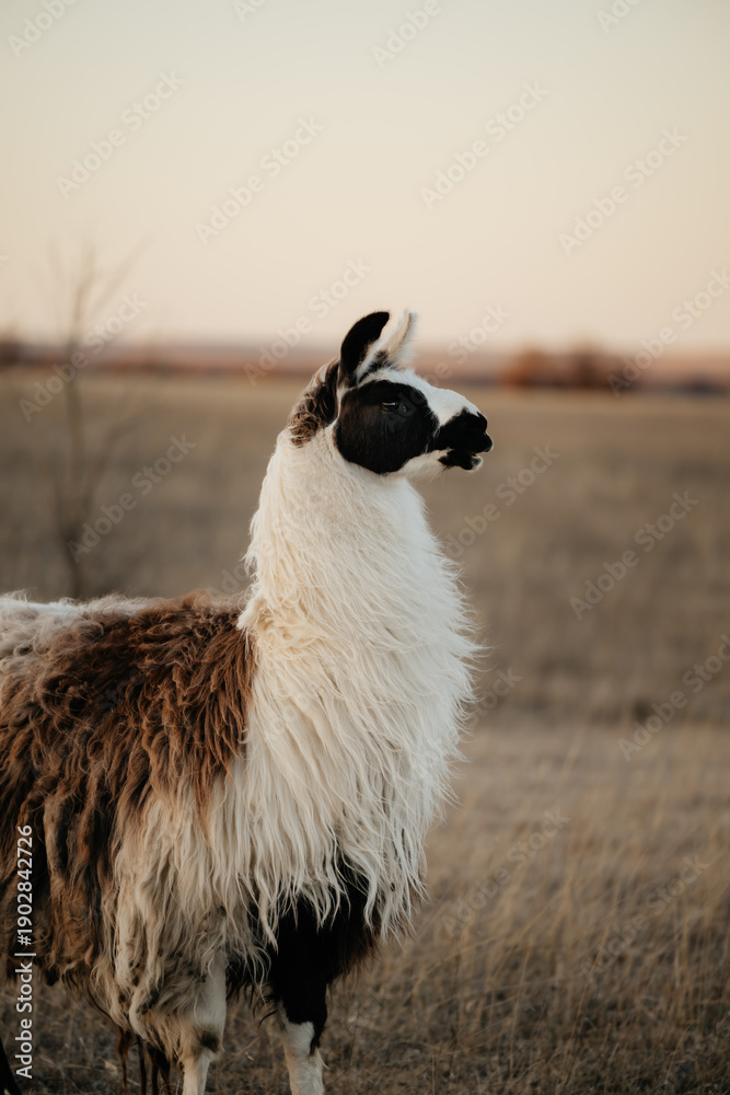 Obraz premium llama in a field in rural kansas