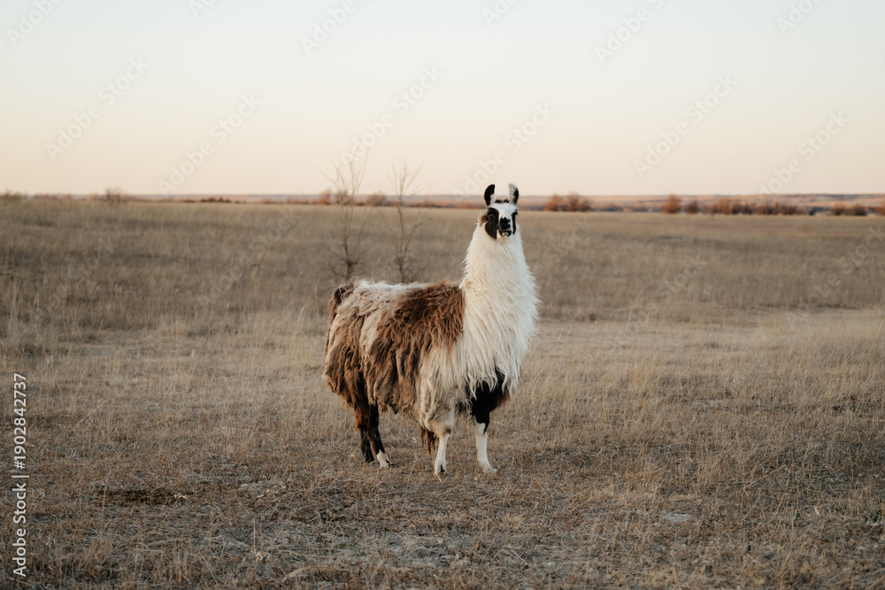 Obraz premium llama in a field in rural kansas