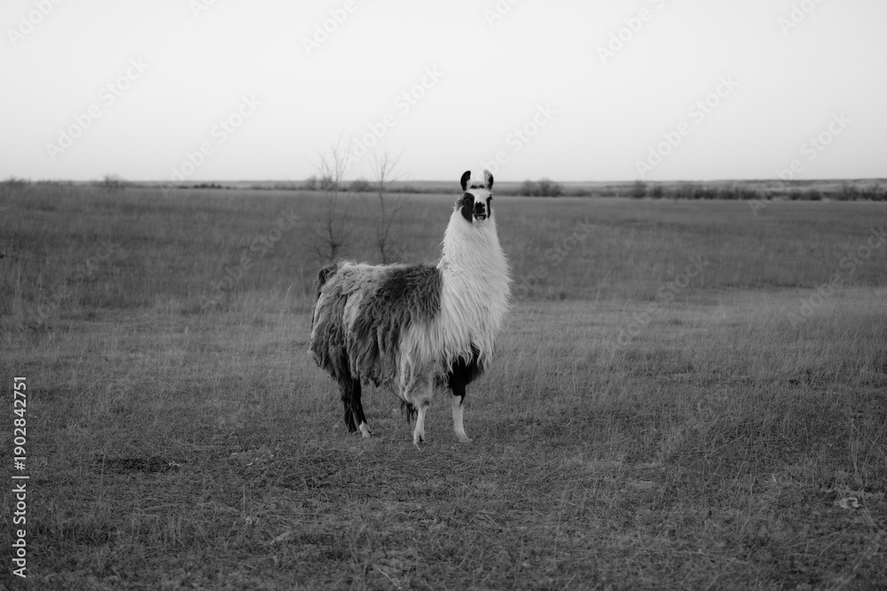 Naklejka premium llama in a field in rural kansas