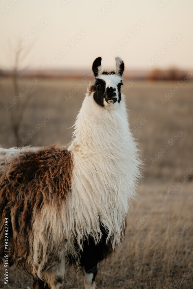 Obraz premium llama in a field in rural kansas