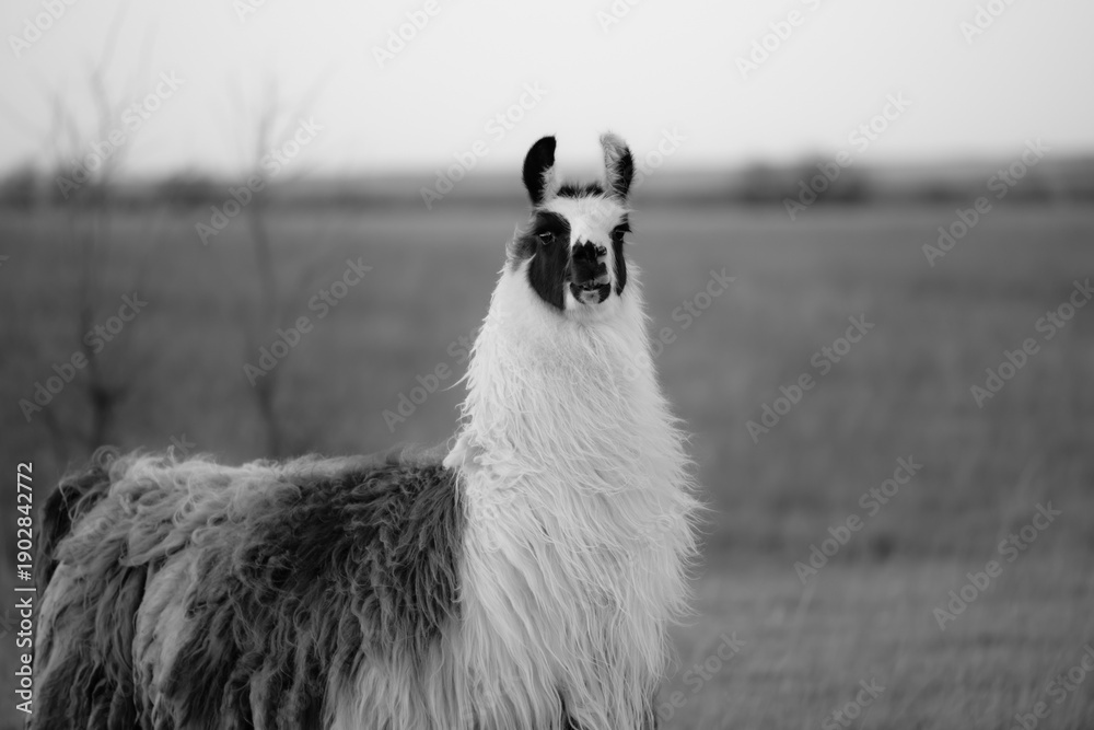 Obraz premium llama in a field in rural kansas