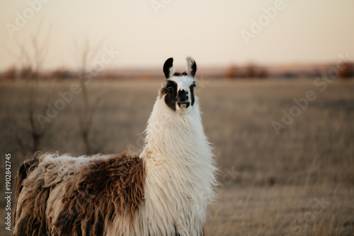 llama in a field in rural kansas