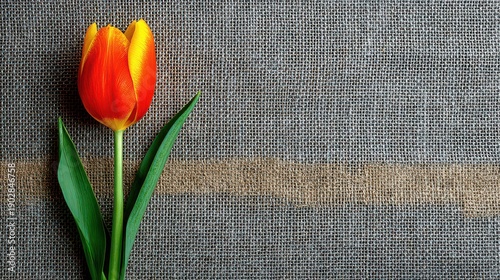 Wallpaper Mural Single Wet Red and Yellow Tulip Against an Abstract Dark Brown Textured Background with Green Leaves in Center Left Composed for Copy Space Torontodigital.ca