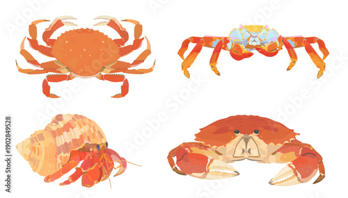 Cute cartoon Crab. Red, lightfoot Crab, Hermit Crab and stea med Crab isolated on white background. Seafood vector hand drawn illustration icon set.