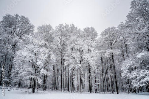 Wallpaper Mural Winter Wonderland Scene of Snow Covered Pine Trees Under Overcast Sky Creating a Serene and Peaceful Ambience in a Forest Landscape Torontodigital.ca