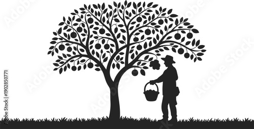 Silhouette farmer harvesting apples from fruit tree, countryside orchard scene, organic agriculture concept, rural lifestyle vector illustration