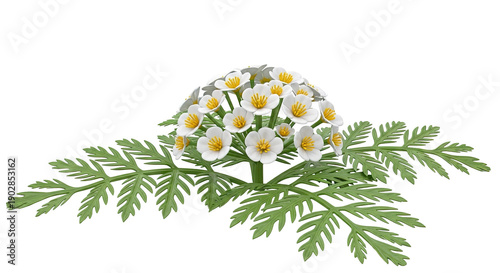 Cluster of White Flowers with Yellow Centers and Fern-like Leaves