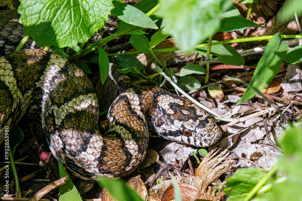 Obraz premium shy milk snake Lampropeltis triangulum hiding in the grass