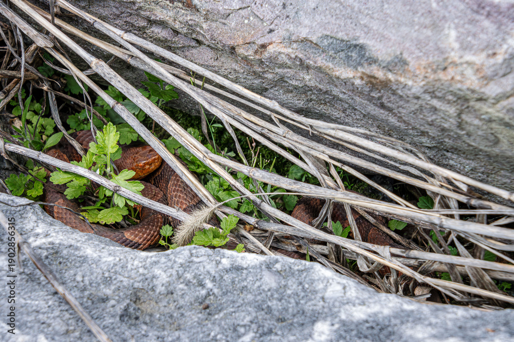Fototapeta premium copperhead under old grass between rocks