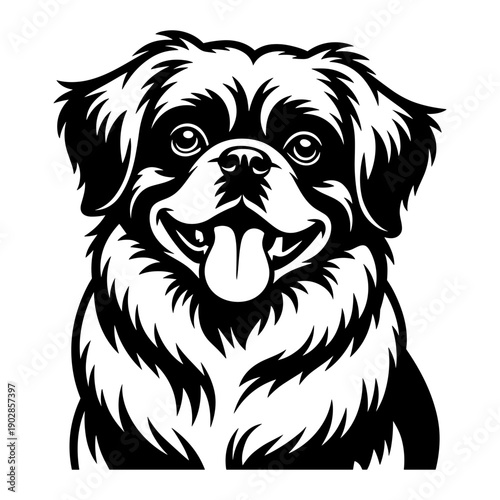 Tibetan Spaniel Dog