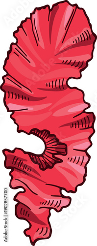 Red lettuce icon. Marine seaweed color drawing