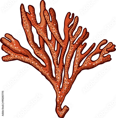 Underwater botany icon. Aquarium decoration. Red coral