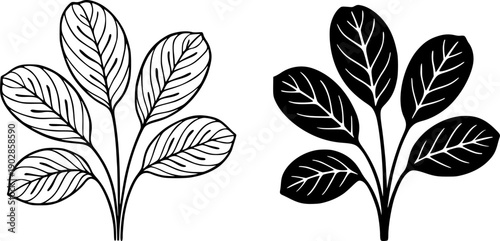Plant icon, vector illustration of maranta, black and white in outline and silhouette design style