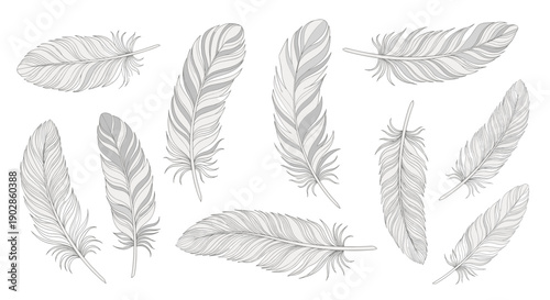 A set of delicate feather illustrations in a minimalist line art style on a