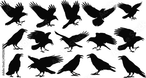 Black crow raven bird silhouettes flying standing collection isolated vector gothic wildlife nature wings predator illustration set design